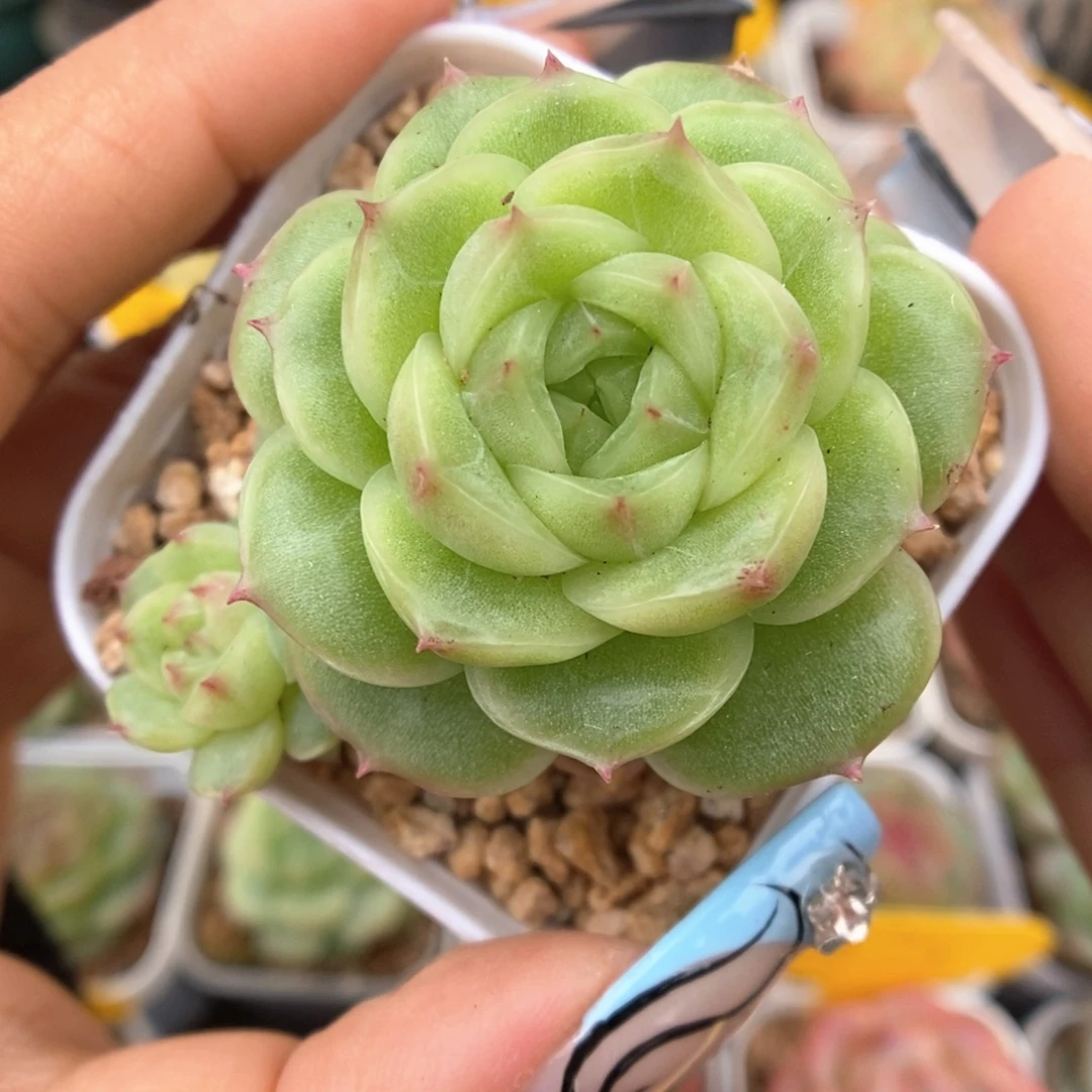 蜜蜡麦秆356号。