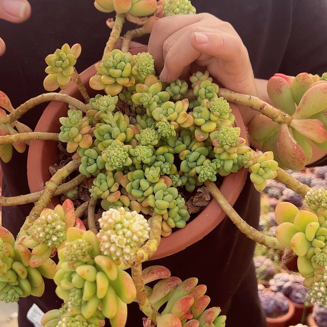 香格里拉超大盆飘枝