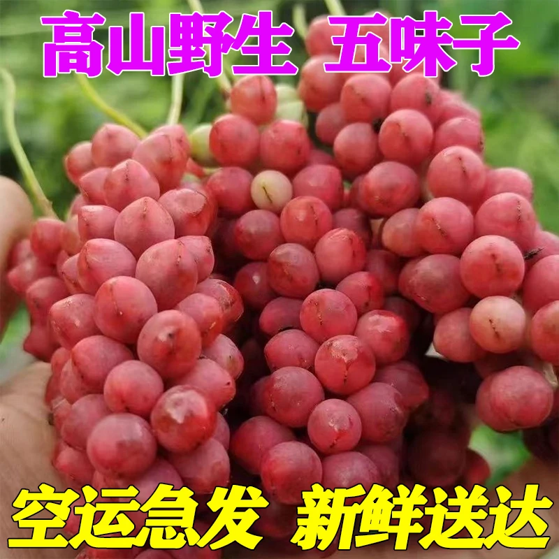五味子新鲜采摘高山生吃五味子泡酒野生五味子新鲜鲜果空运急发