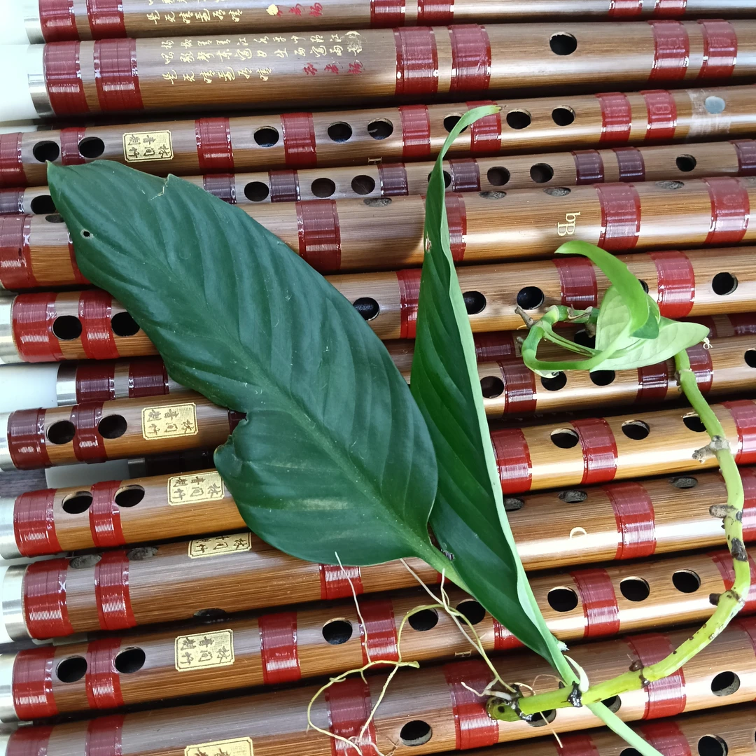 苦竹横笛笛子专业级竹笛适合成人零基础初学者精制古风专业乐器