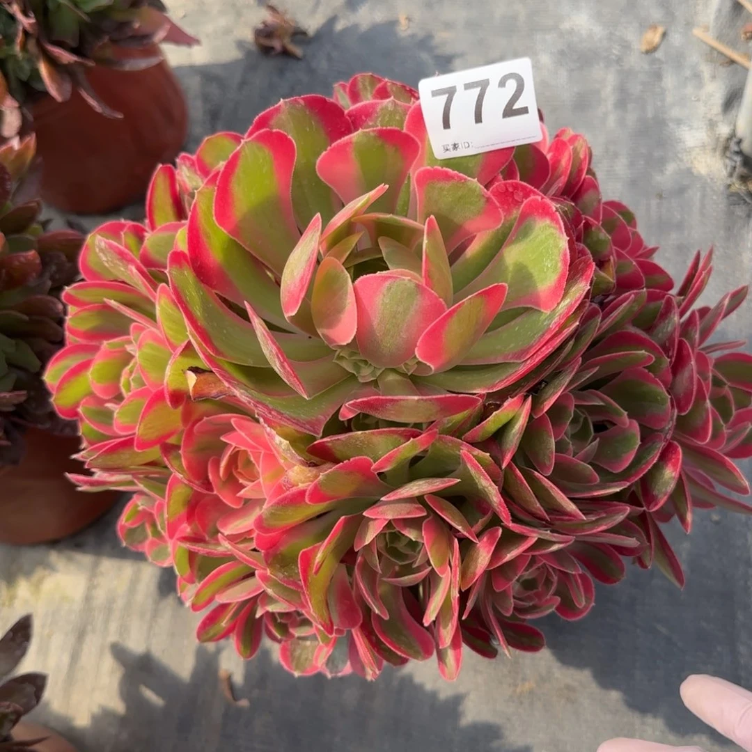 花772多肉植物女朗