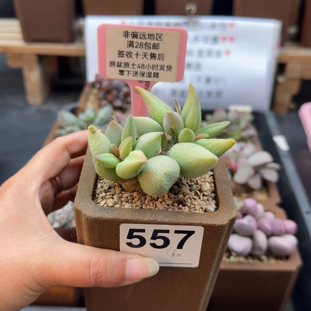 冰***酱557朝天椒微瑕多肉植物