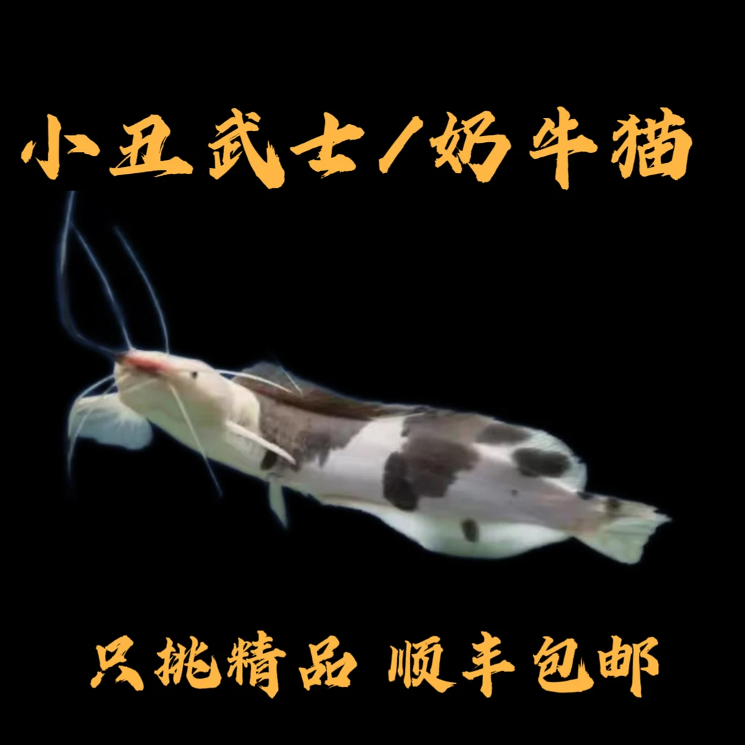 小丑武士奶牛猫鲶鱼热带观赏鱼底层活体好养耐活