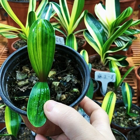 【闪购商品】五*直播间