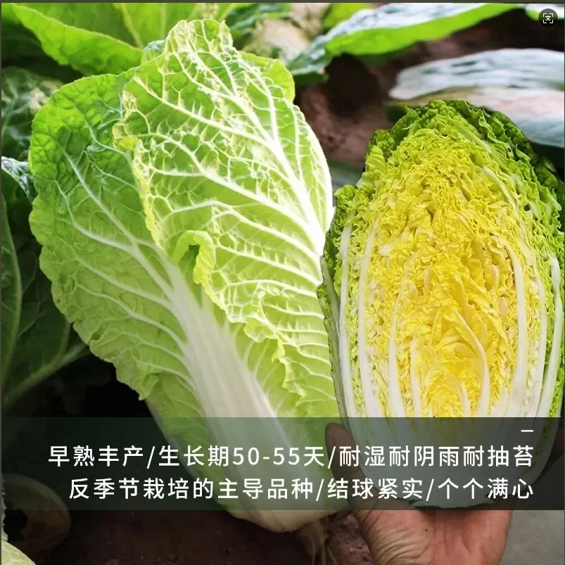 夏阳白菜种子50天早熟耐高温一年四季抗热大白菜种籽厂家蔬菜种子