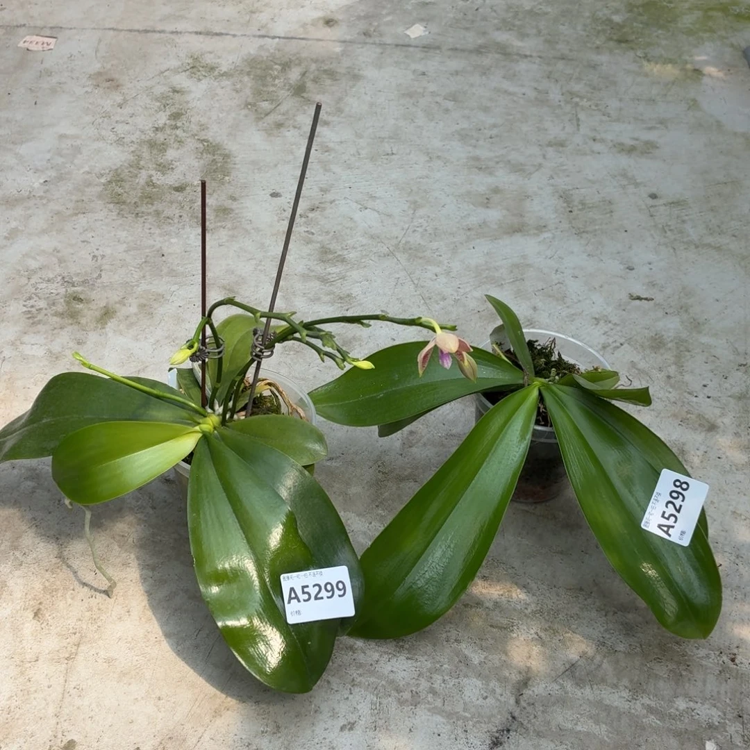 当前无花朵，栽培后可花朵A5299. A5298. 卡皮巴拉专拍