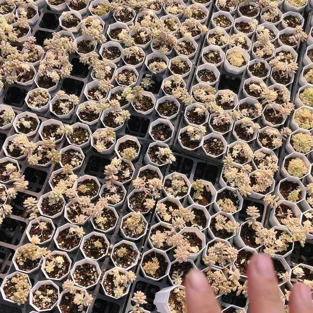 姬秋丽锦不售后盆一个满25包邮