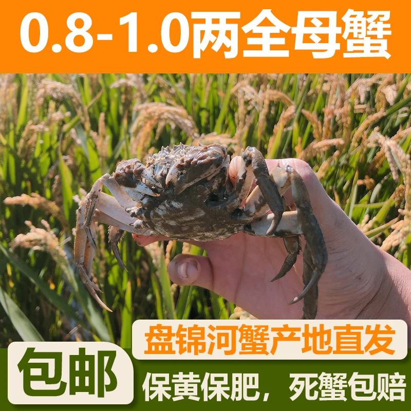 【全母活蟹】盘锦河蟹0.8-1两2斤 3斤 全母 顺丰快递 全国包邮