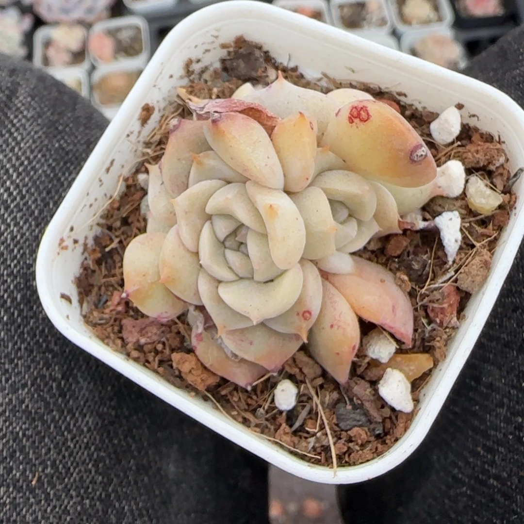 多肉小卡拉米糖心一物一拍