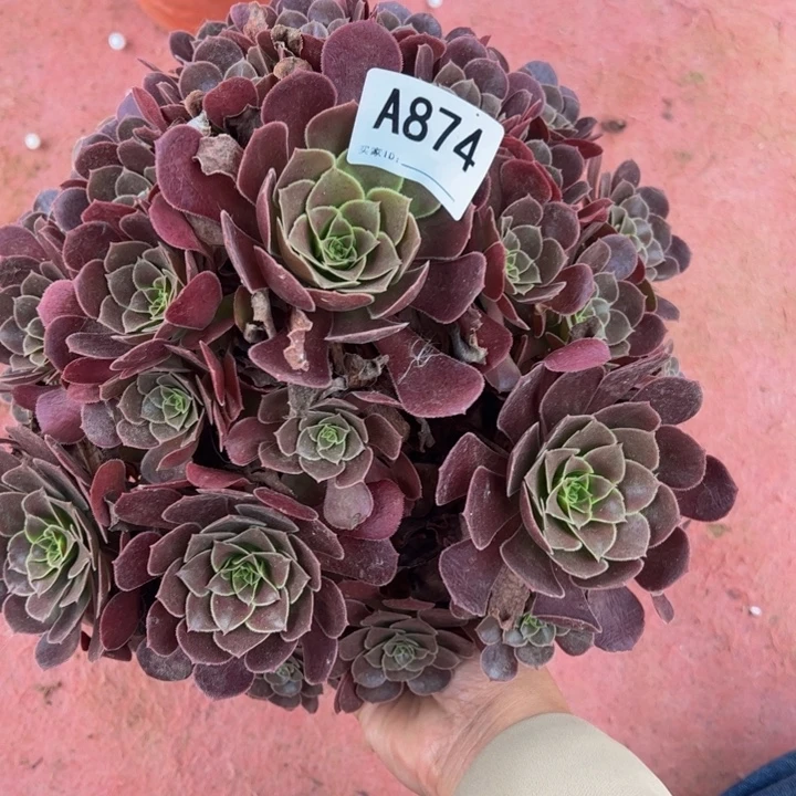 l****荷兰玫瑰多肉植物874.