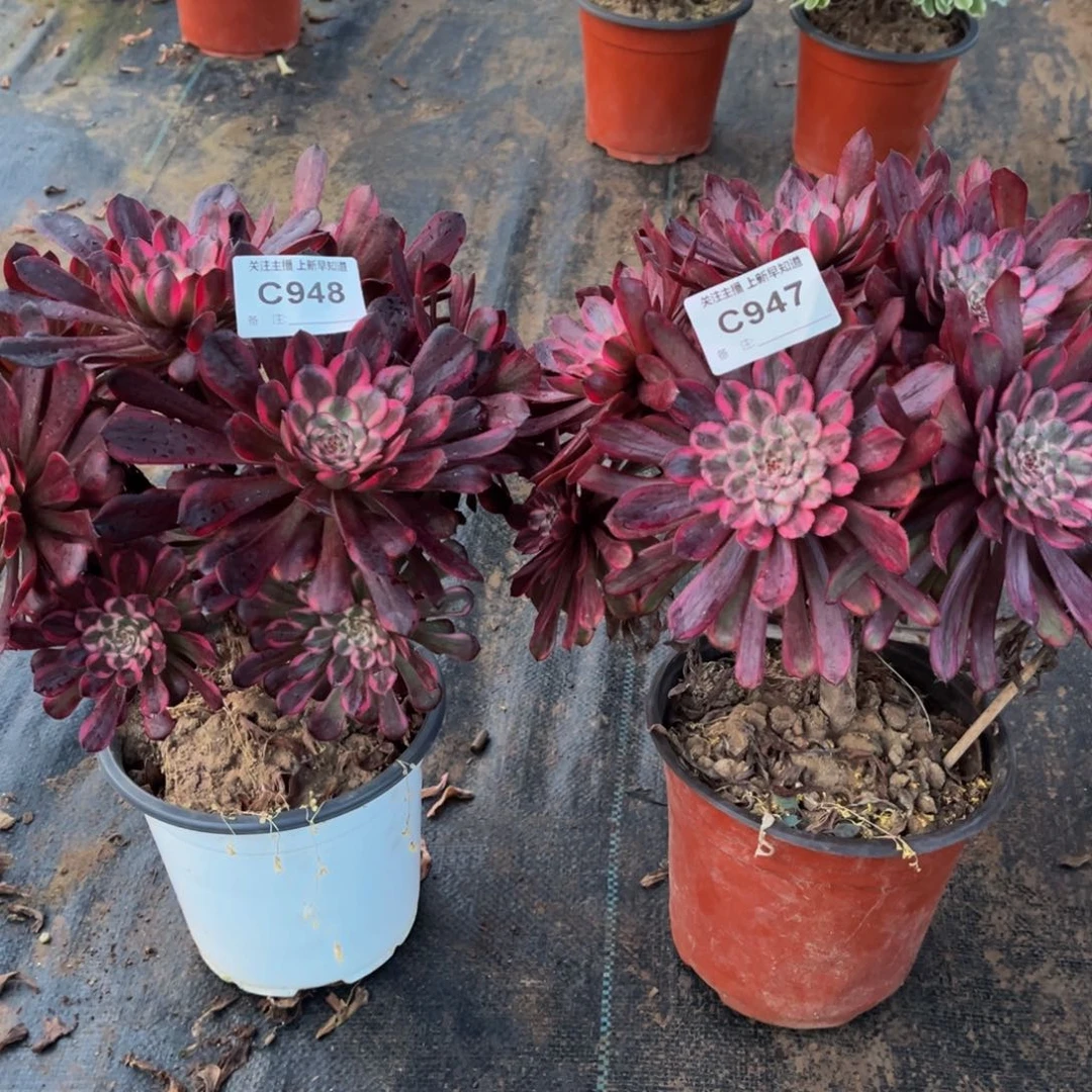 飘*多肉植物947.948紫霞，红金刚