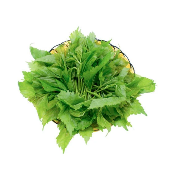 【春菜】桑叶芽400g