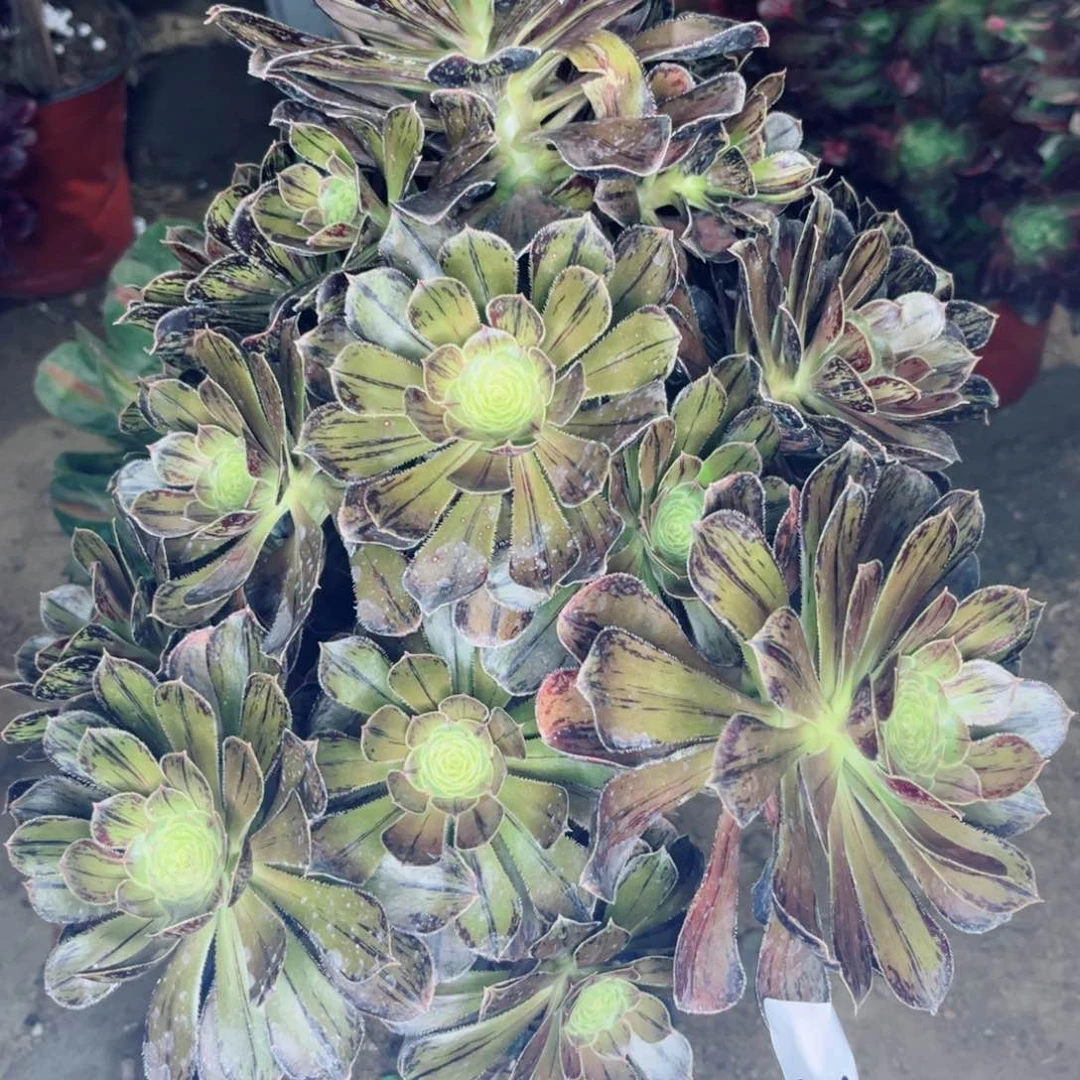 219拉丝锦多肉植物