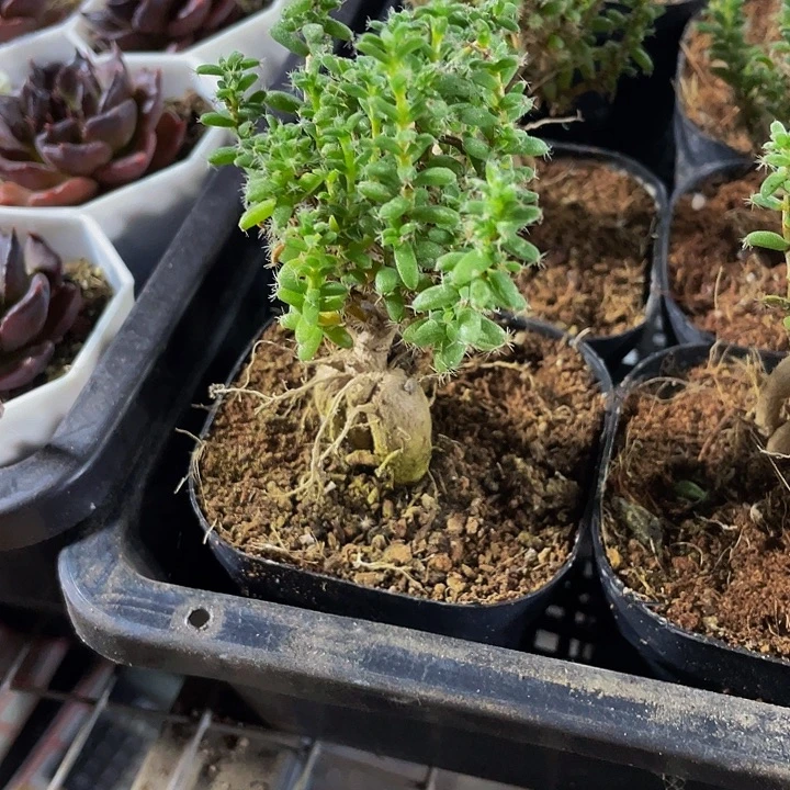 季红小松6.8带盆土发