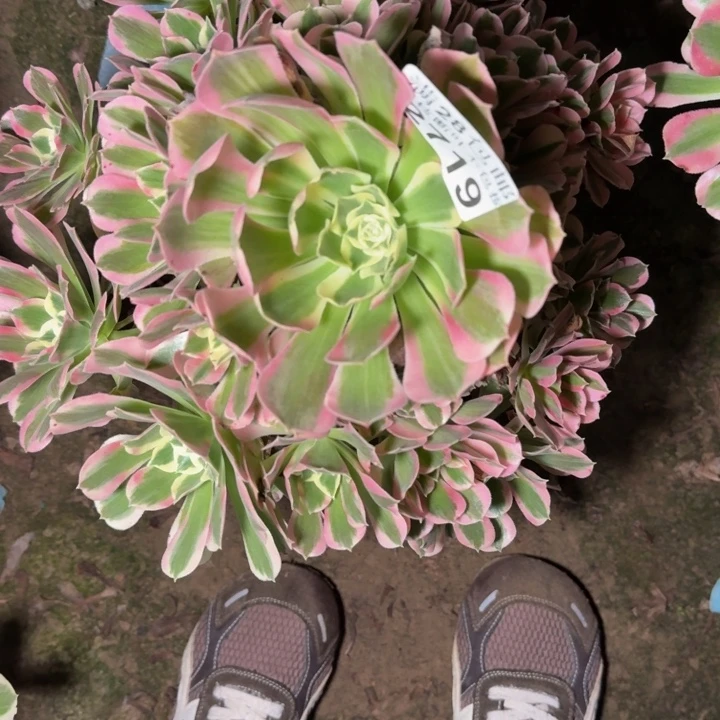 2719白凤多肉不包断枝