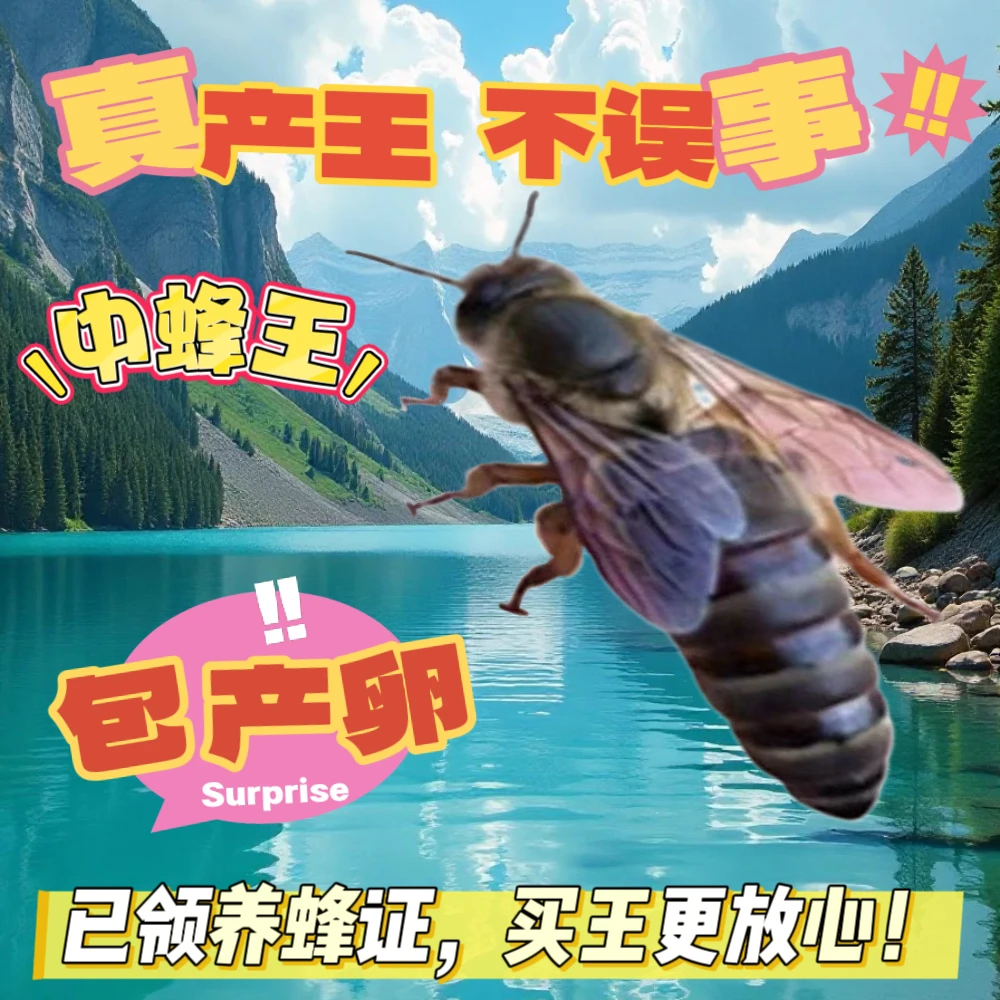 【已开产2个月产王】中蜂蜂王处王交尾阿坝长白山双色土蜂王种王