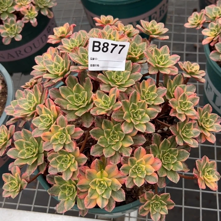 877甜茶22厘米左右
