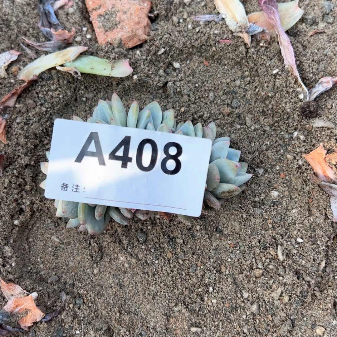 小**y408多肉多肉多肉多肉多肉