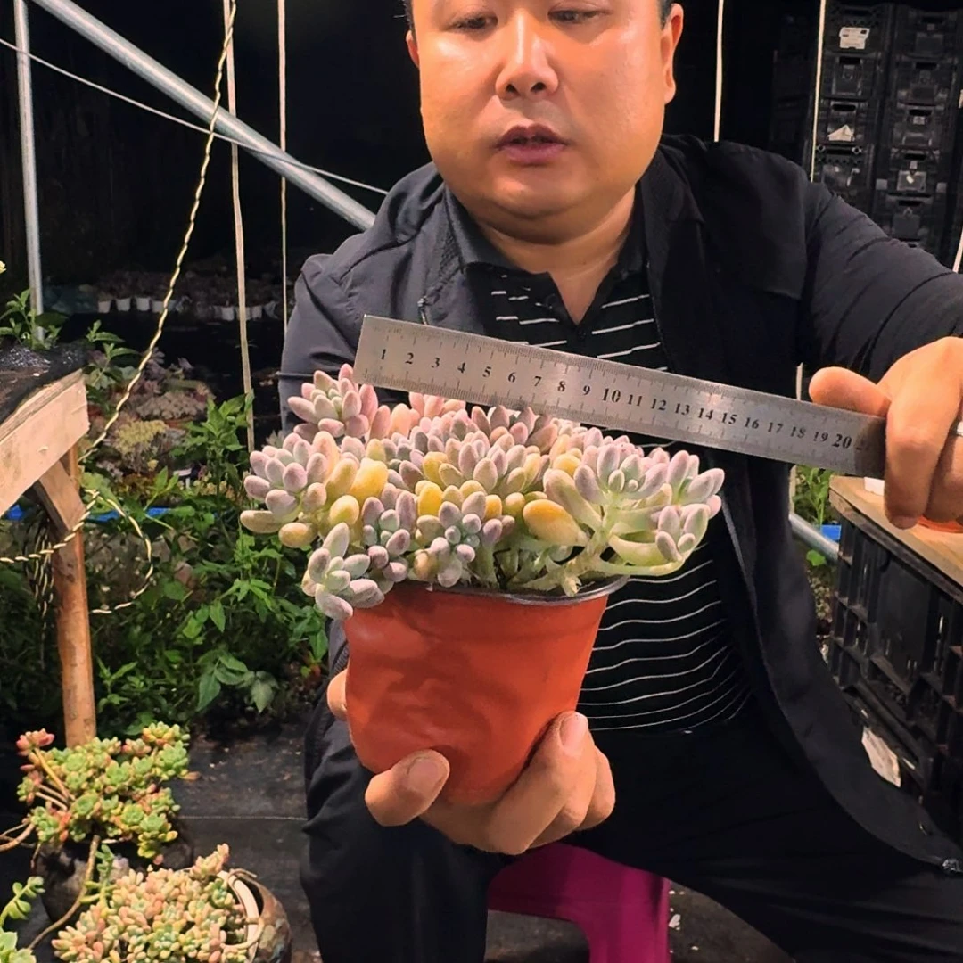 星黛露120多肉植物