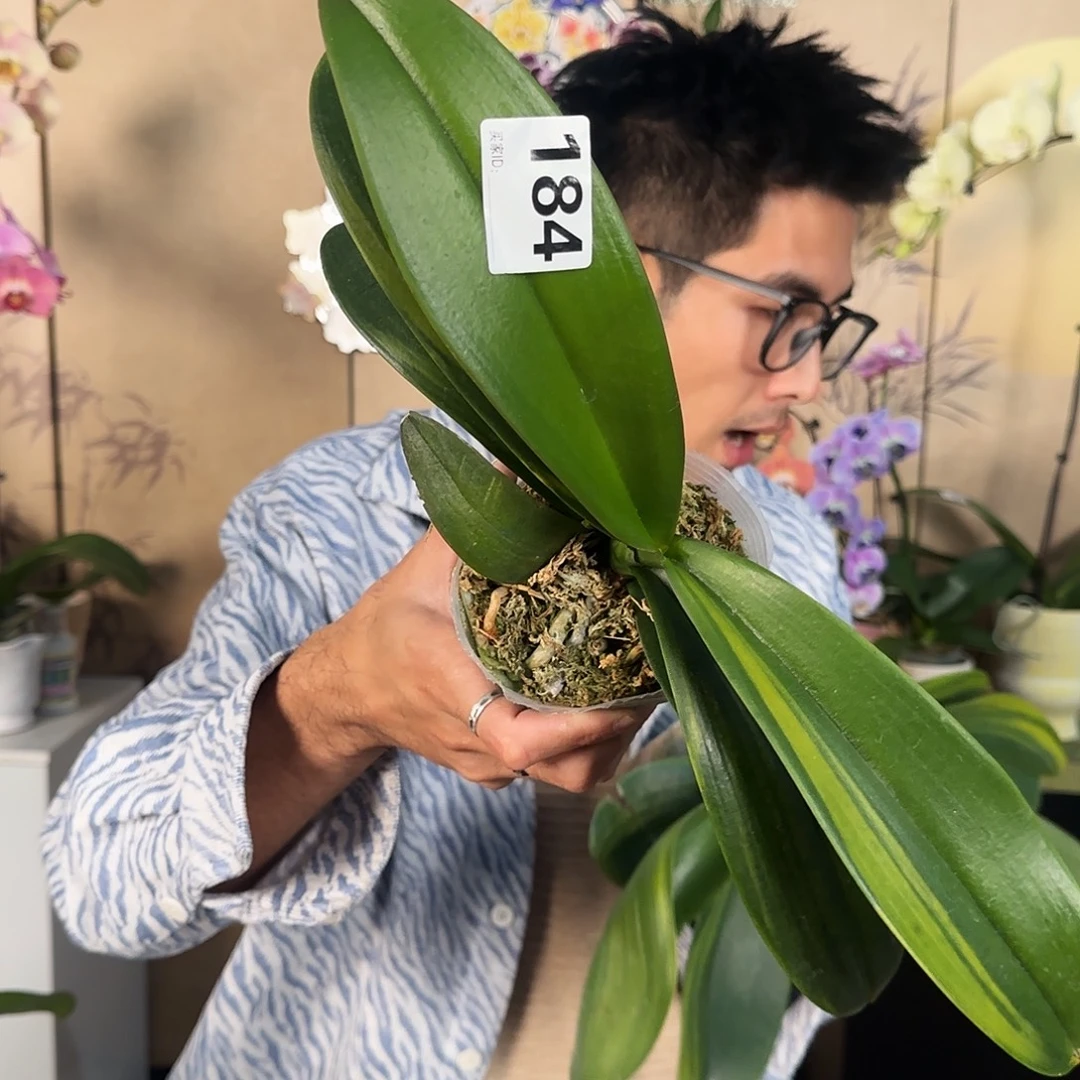 大部分花苞少量开放184/变异苗/开品无售后/福利出
