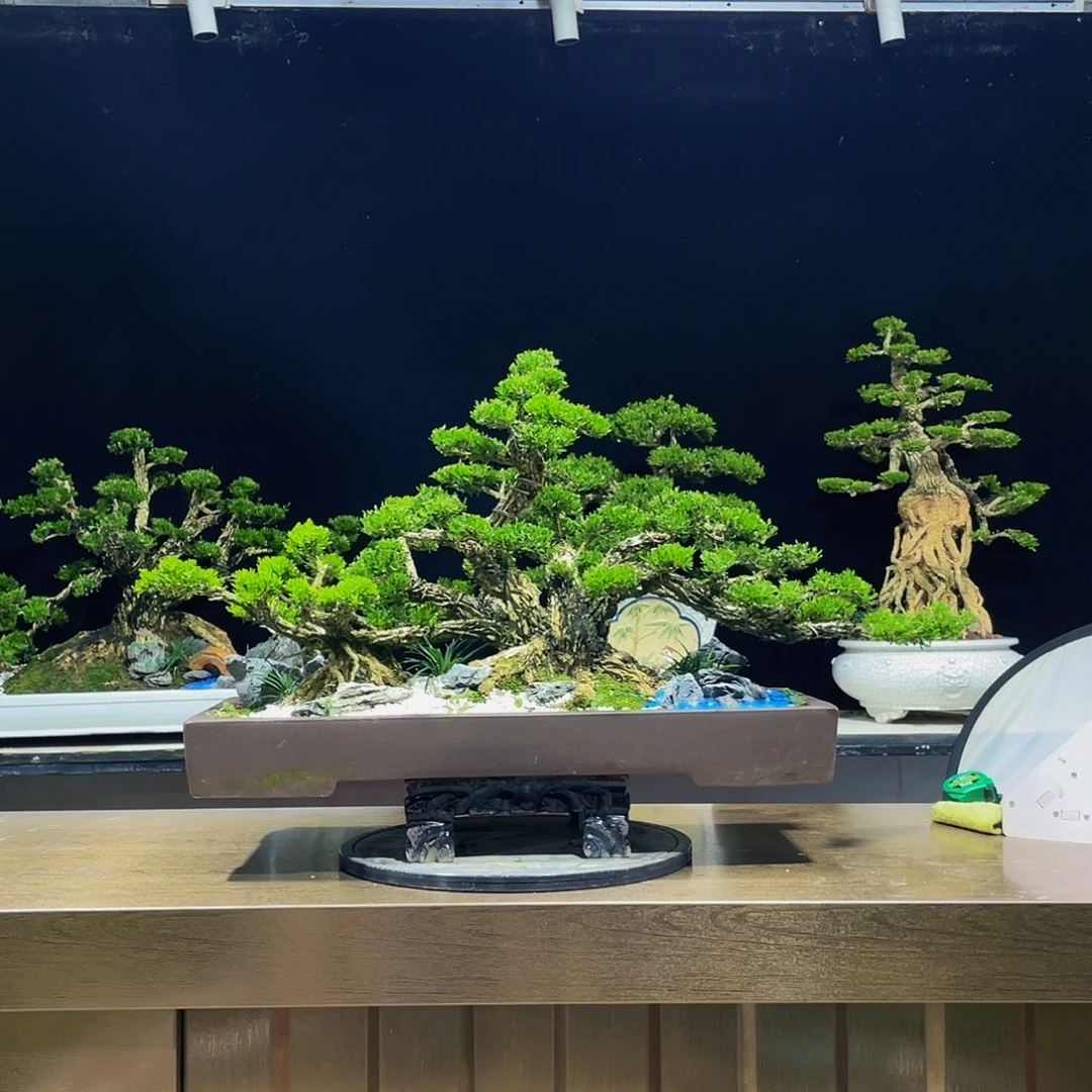黄杨盆景四季常青