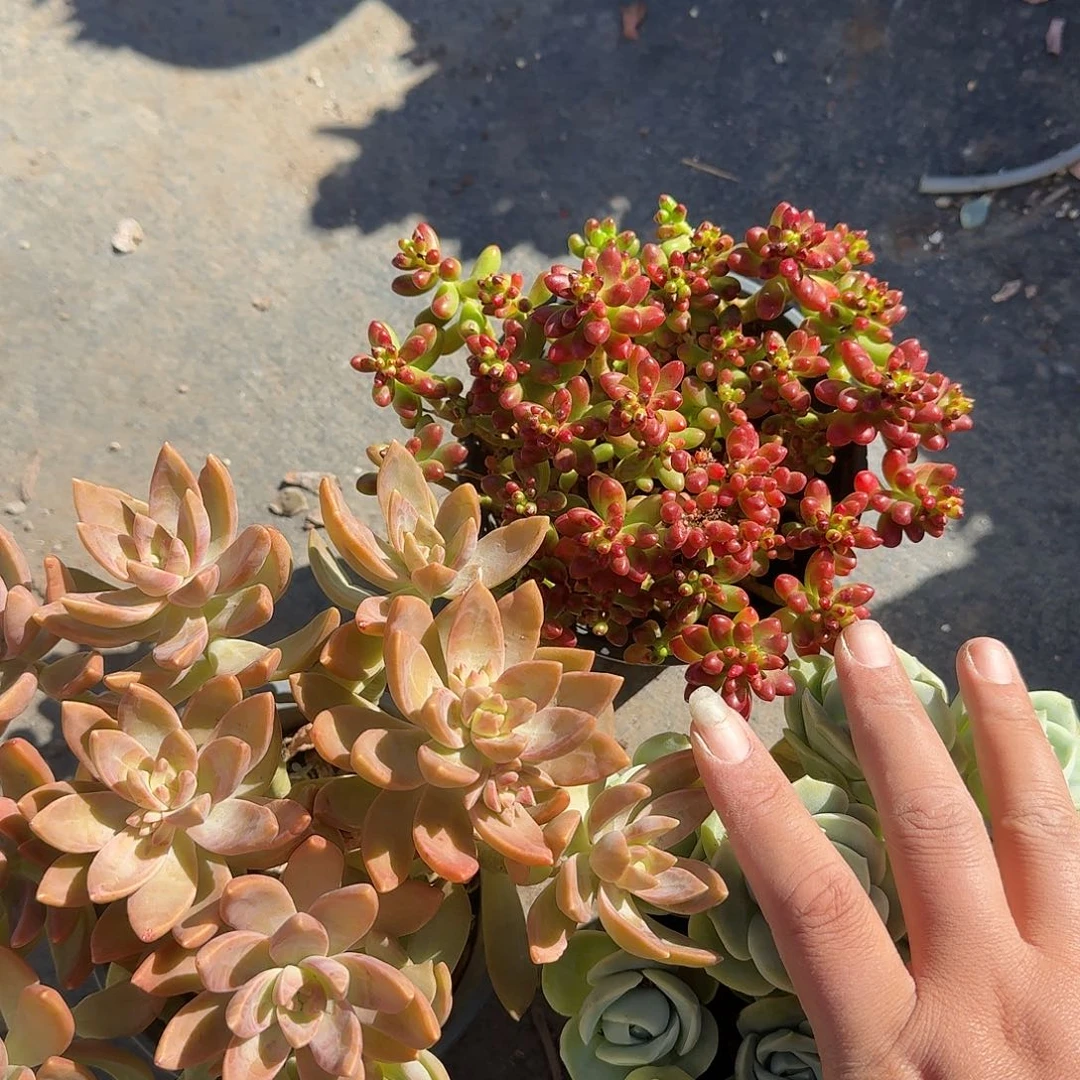 三颗多头多肉植物