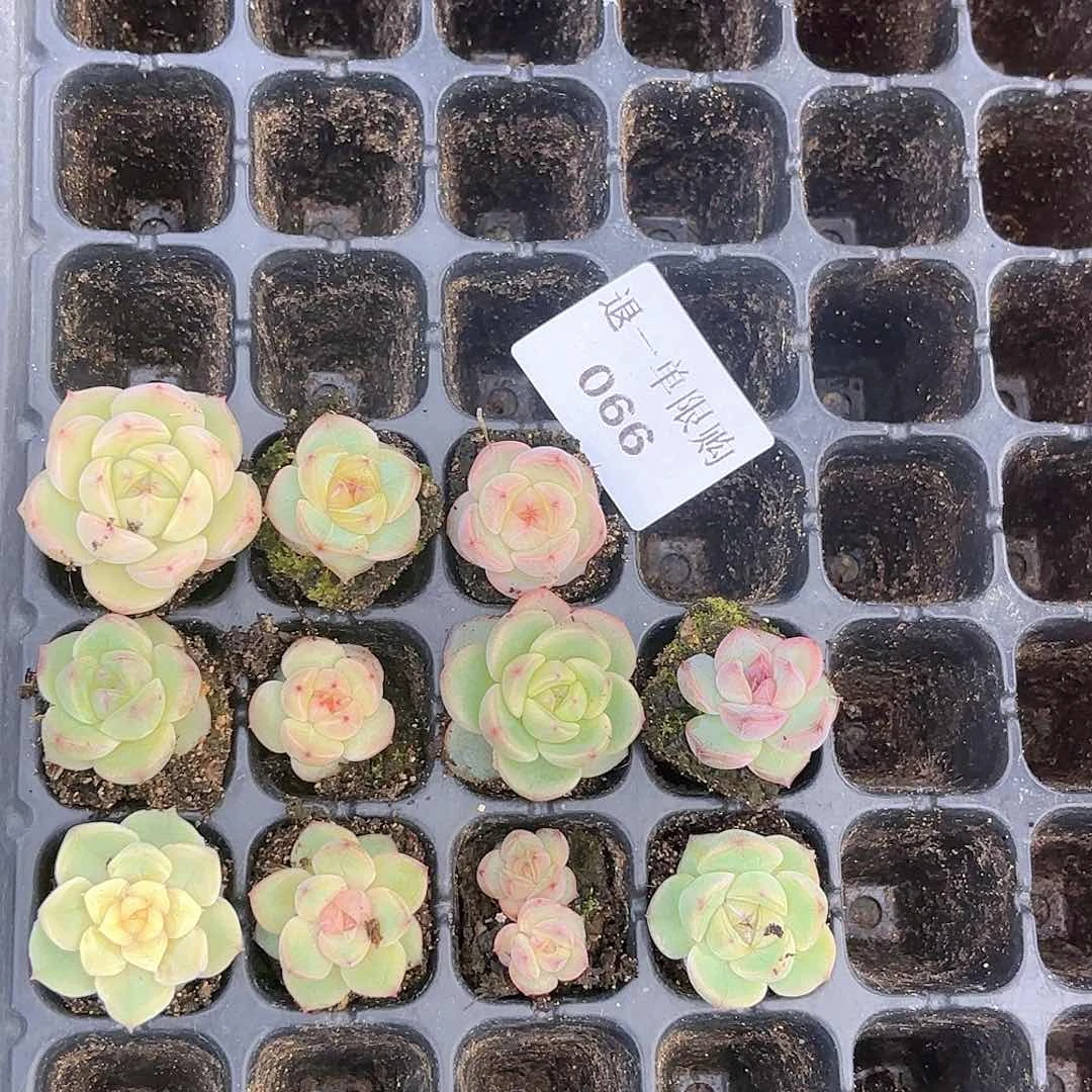 冷***狸066多肉多肉多肉