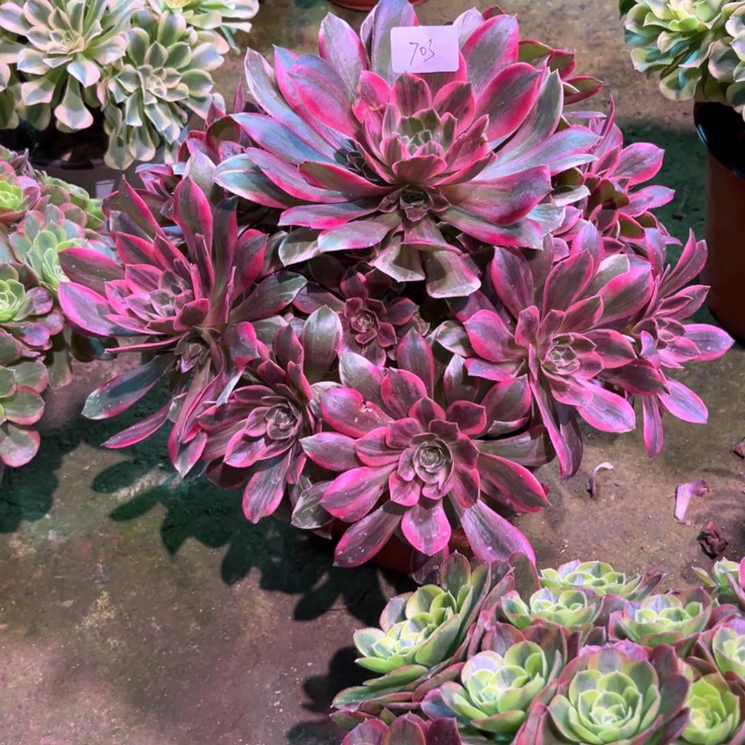 多肉植物浣纱703