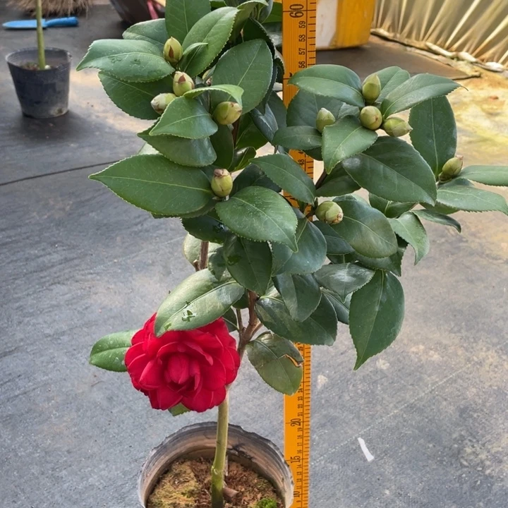 完全开放茶花青叶贝拉111111