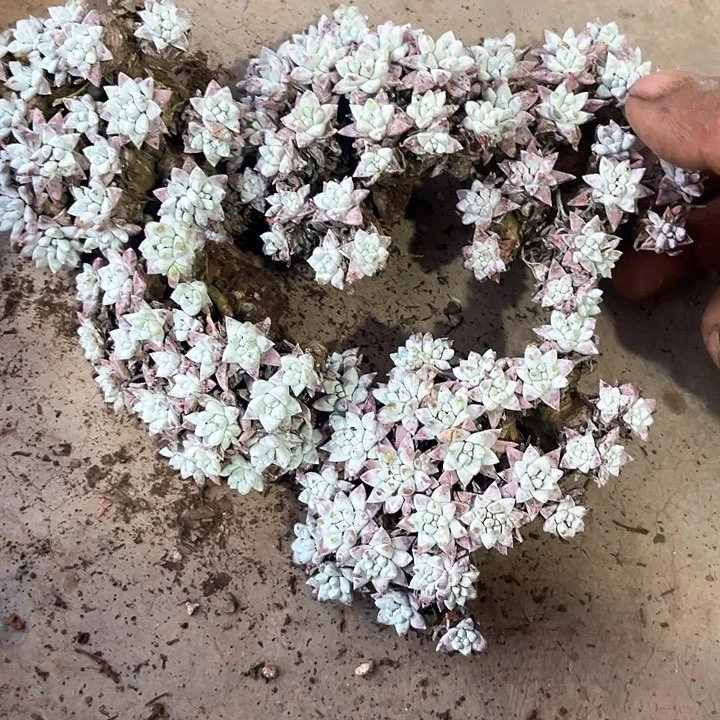 就***名仙女杯5颗