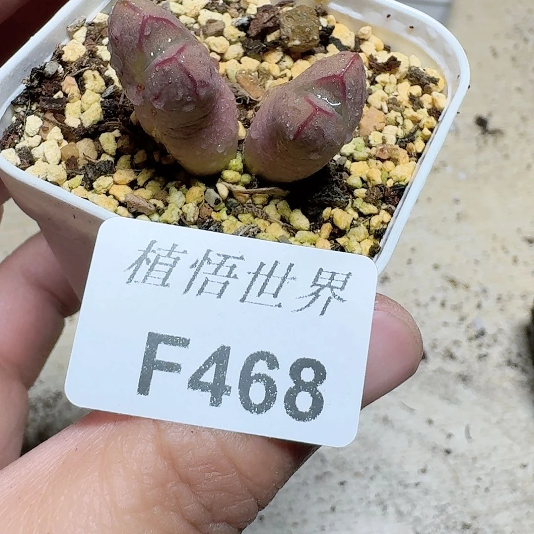 468号多肉植物哇c g