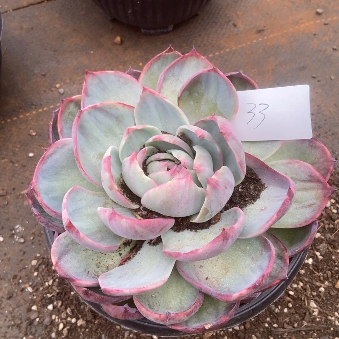 33 多肉多肉多肉多肉