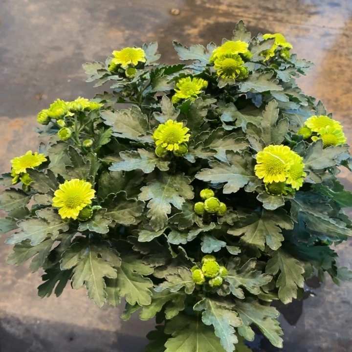 新品小雏菊绿色盆栽