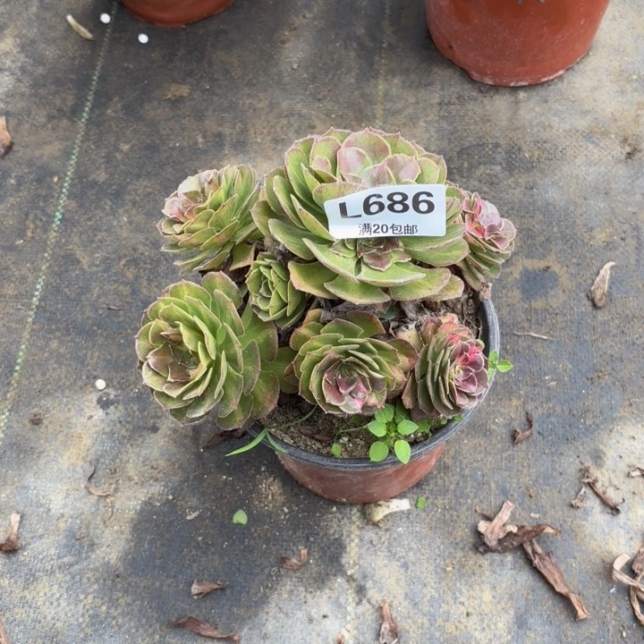 b***e瑞妈多肉园艺686-