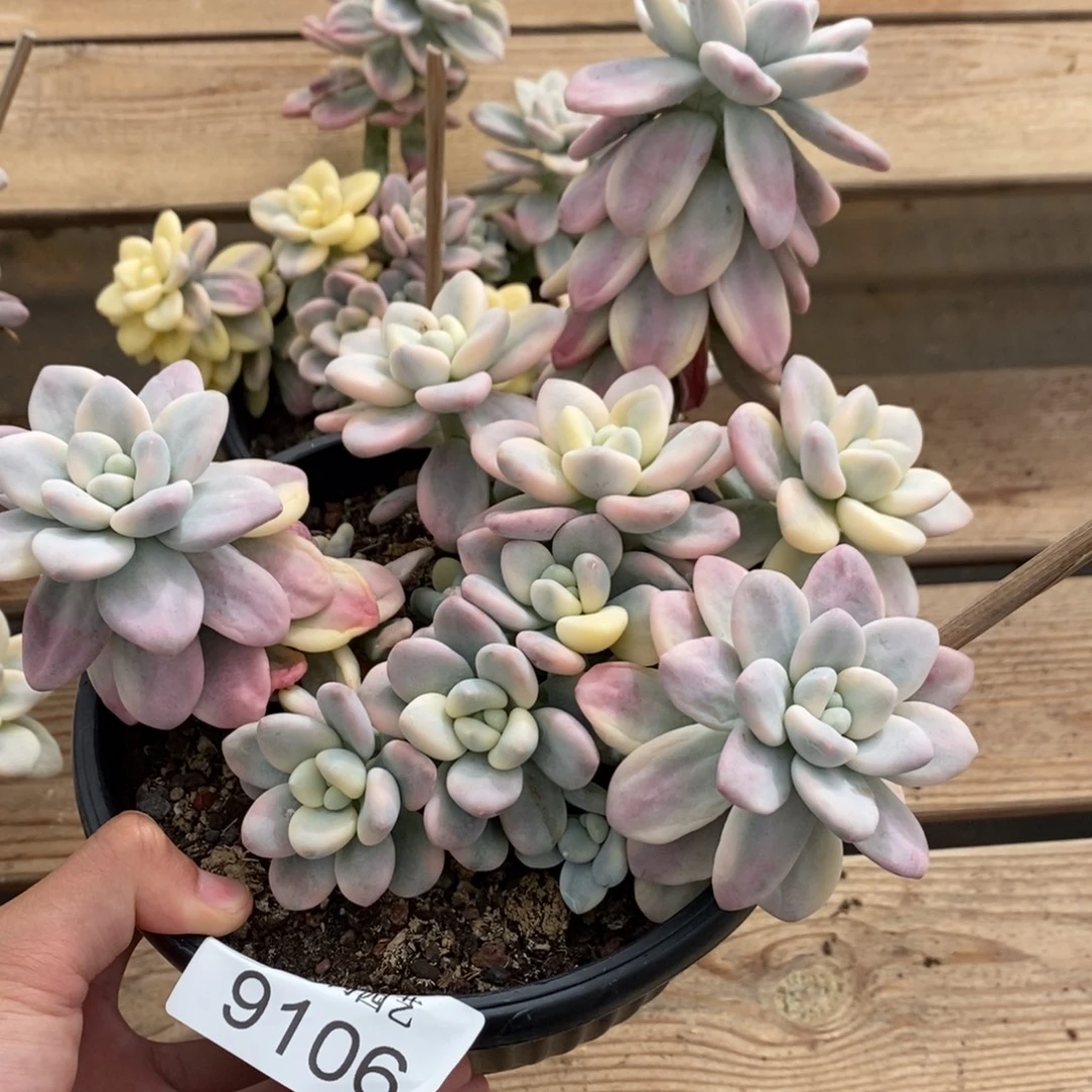 洛神锦多肉植物9106