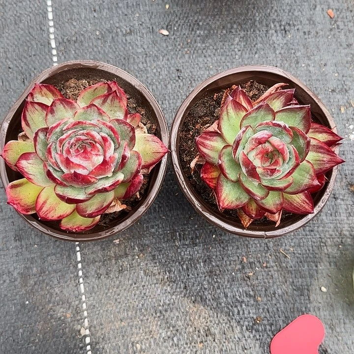 130啊我的天啊我的神