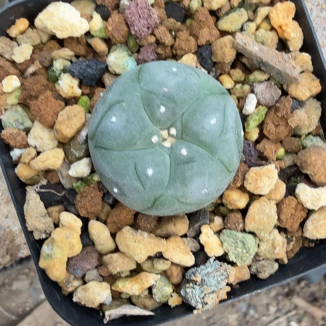 奔***球多肉植物多肉植物
