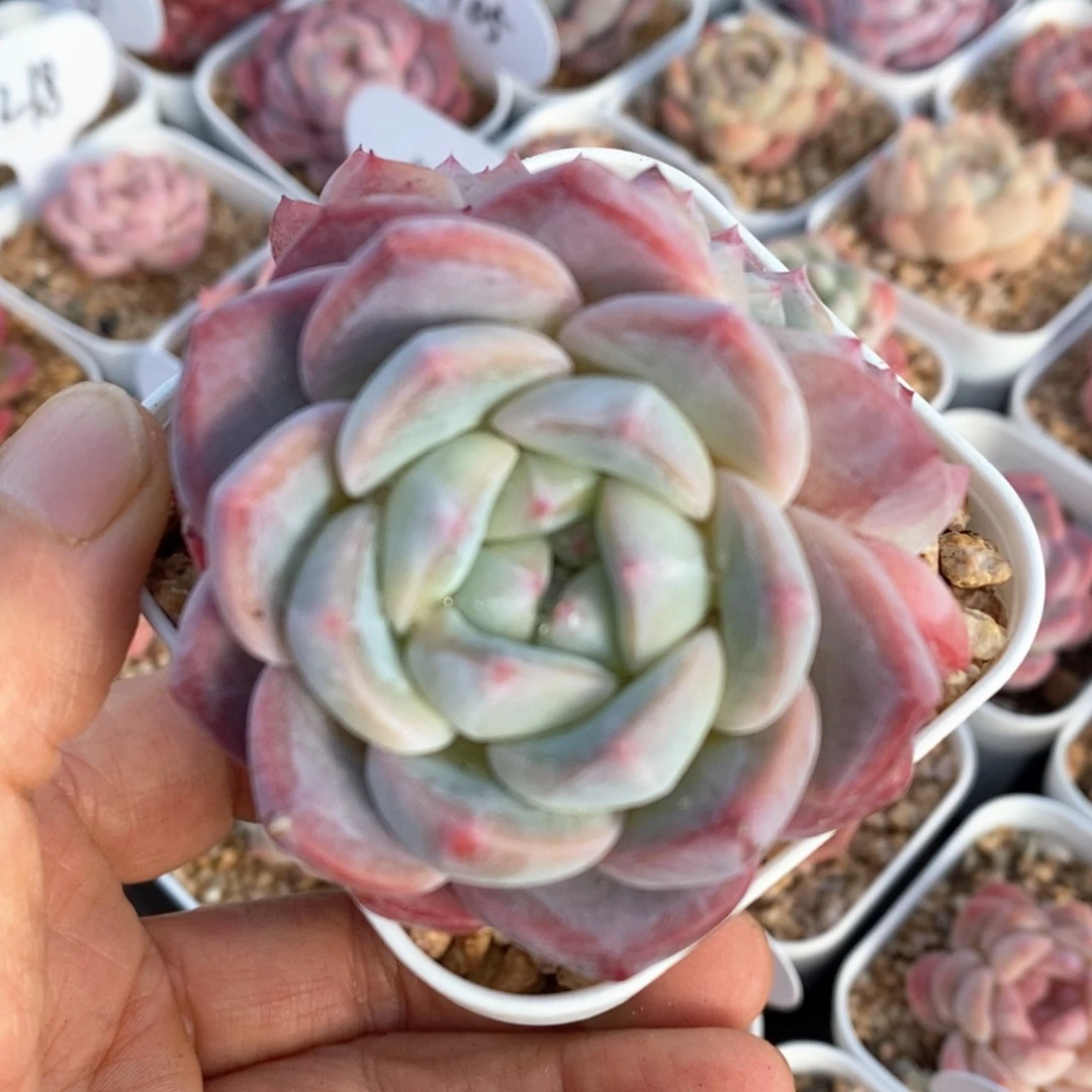 精品多肉一物一拍214