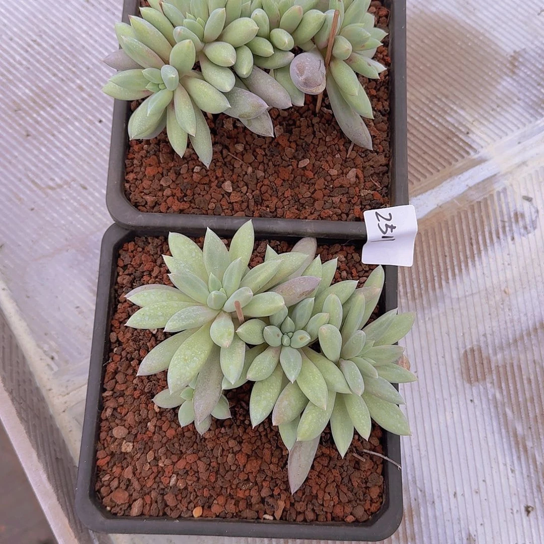 蛋***卷2511哥特缀多肉植物