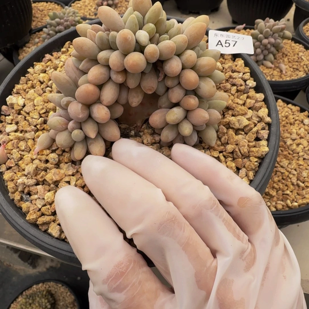 a a a a a a a a a a 57