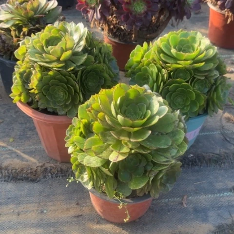 小拉丝亮牌9.9一颗多肉植物