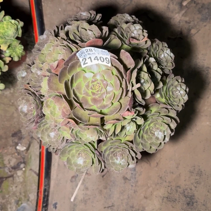 21409黑美人多肉植物