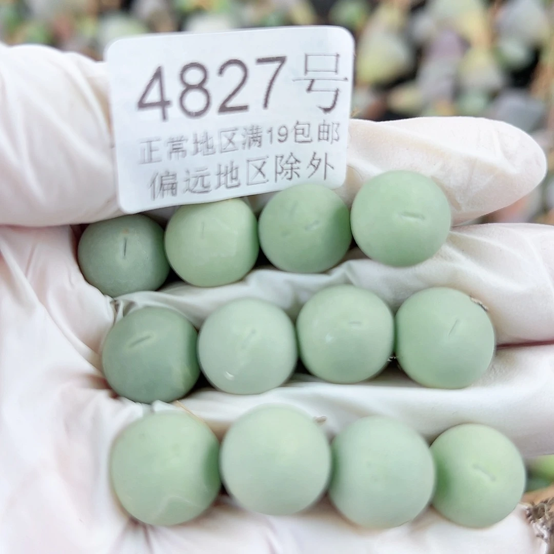 4827两年鸽子蛋12个1cm左右比较小特价
