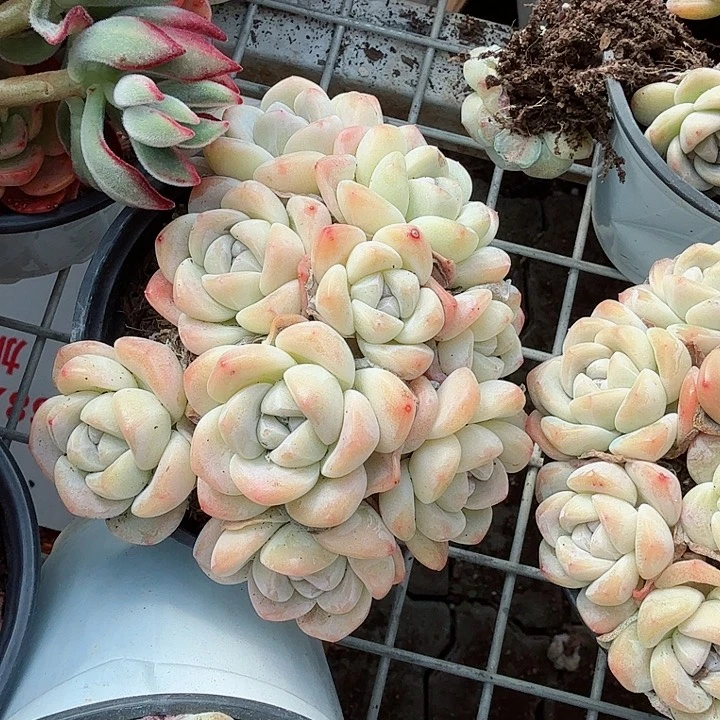 奶油冰玉多头多肉植物