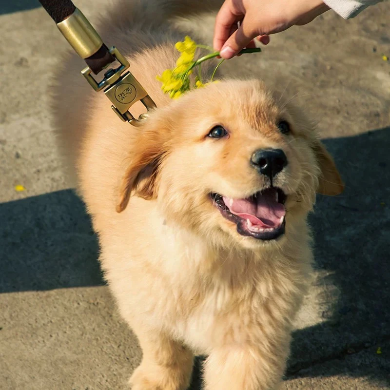 纯种金毛犬幼犬活体看家金毛幼犬一物一拍