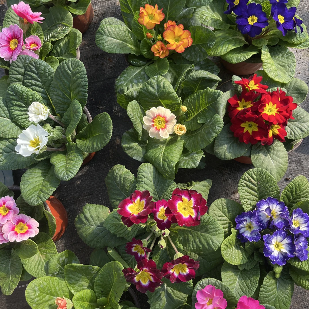 报春花盆栽花卉耐寒带香味适合阳台庭院室内外开花植物