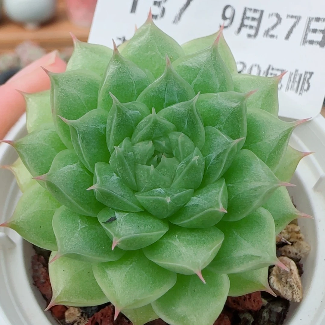 花语逸镜0927-137