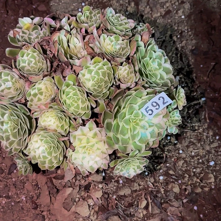 592唐三彩多肉植物