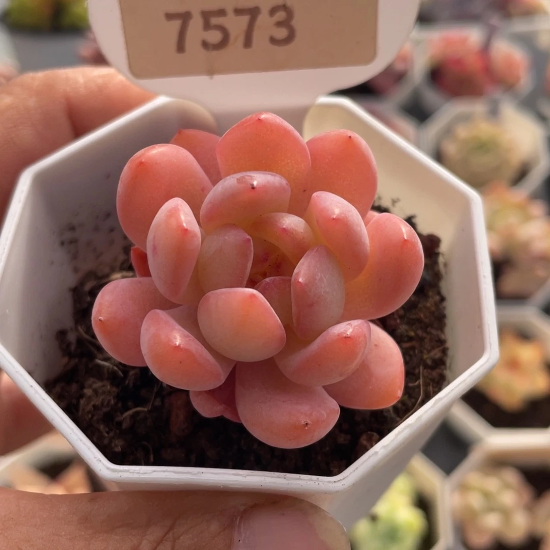 全明星7573-4.0厘米