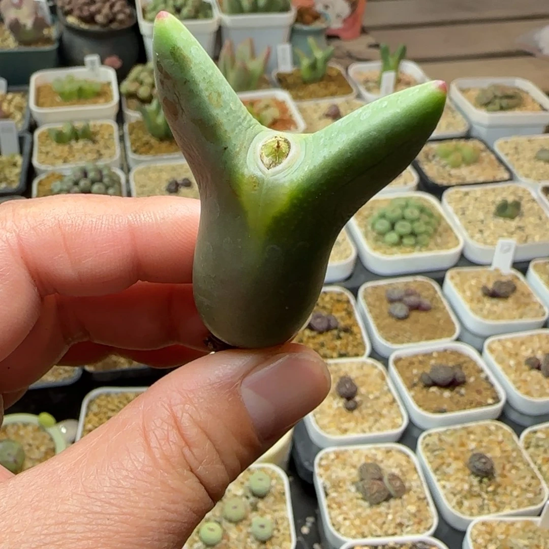 多肉植物 大枪皮卡丘43号